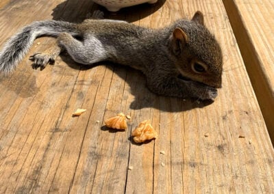Local Wildlife