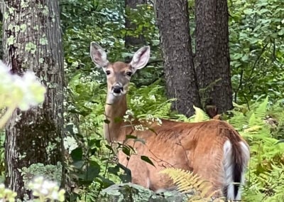 Local Wildlife
