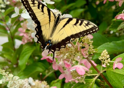 Local Wildlife