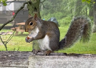Local Wildlife